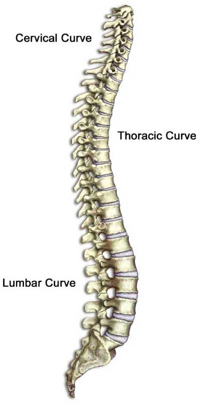 spinalcurve